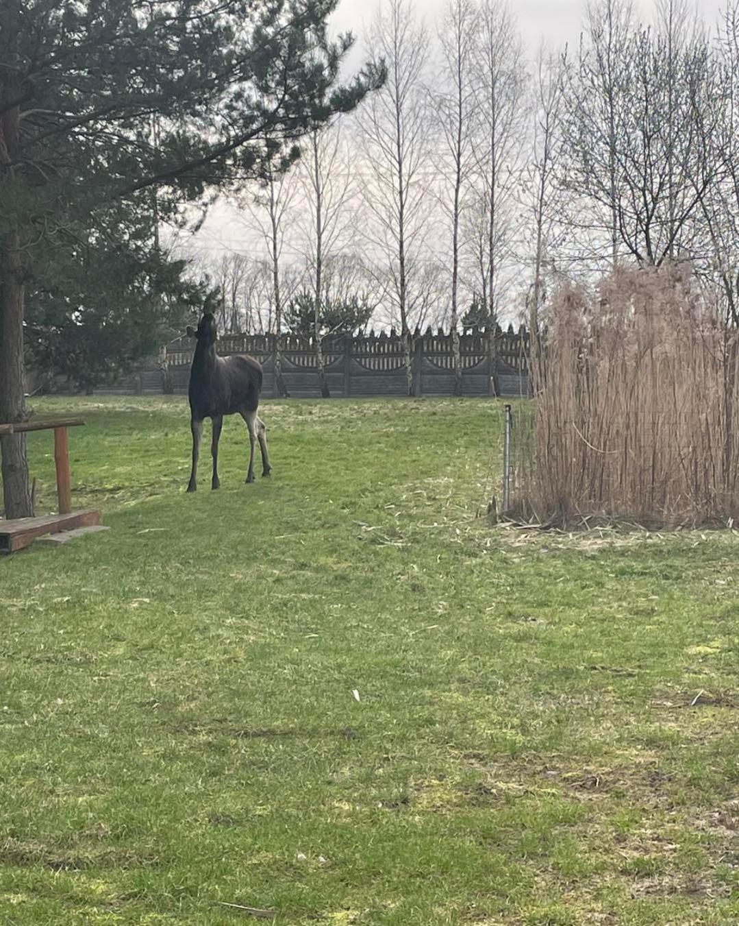 Sosnowe Zacisze Barszczewo Hotell Choroszcz Exteriör bild